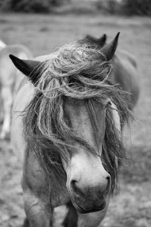 Belgian horse in a grass field in Black and Whiteの写真素材