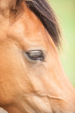 European horse in the wildの写真素材