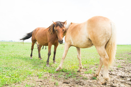 European horse in the wildの写真素材