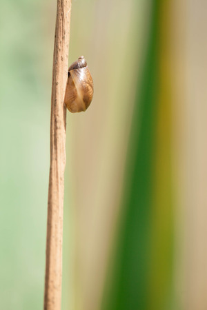 Snail on a leafの写真素材