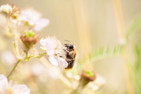 Honey bee harvesting nectar from a flowerの写真素材