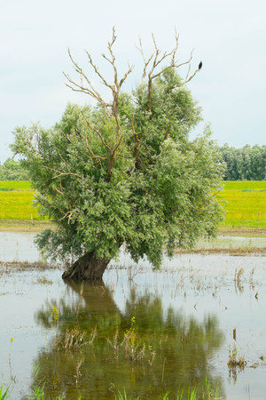 Swamp treeの写真素材