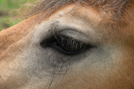 Belgian wild horse in a grass fieldの写真素材