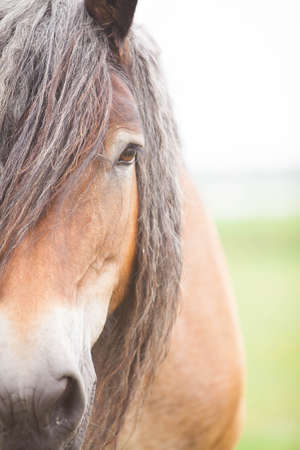 Belgian wild horse in a grass fieldの写真素材