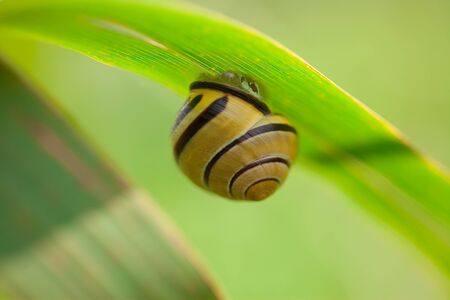 Snail on a leafの写真素材