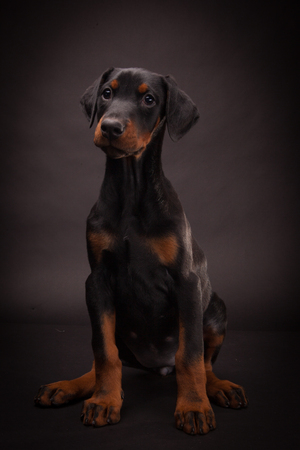 Doberman pinscher (Dobie) puppy in a studio settingの写真素材
