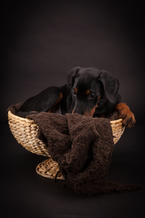 Doberman pinscher (Dobie) puppy in a studio settingの写真素材