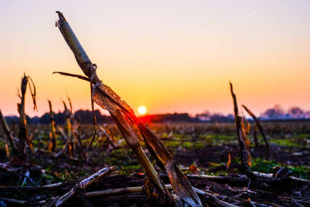Colorful sunset rural landscape, showing the typical countryside elements, trees and fieldsの写真素材