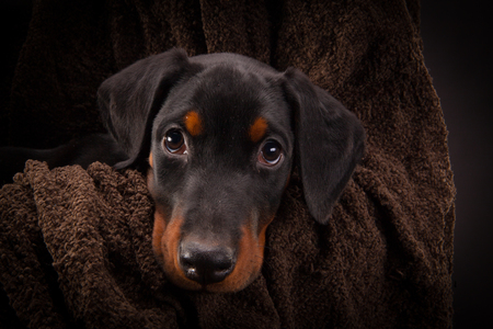 Doberman pinscher (Dobie) puppy in a studio settingの写真素材
