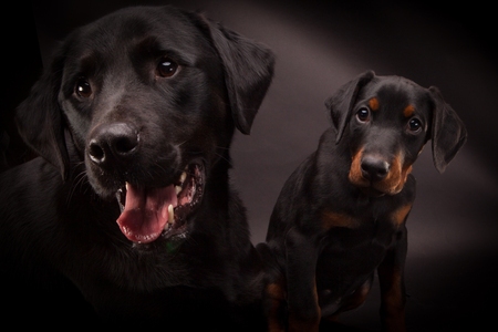 Doberman pinscher (Dobie) puppy in a studio settingの写真素材