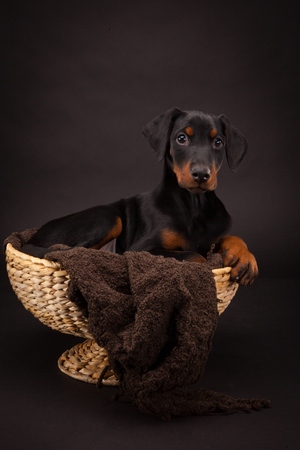 Doberman pinscher (Dobie) puppy in a studio settingの写真素材