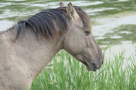 Grey-Brown horse in the open grass field near waterの写真素材