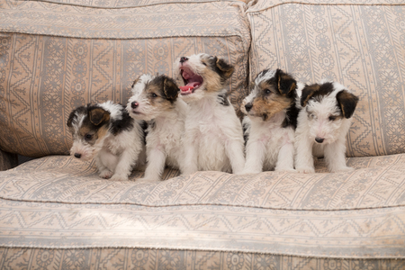 6 week old tricolor fox terrier puppy playing outside in the grass in the gardenの写真素材