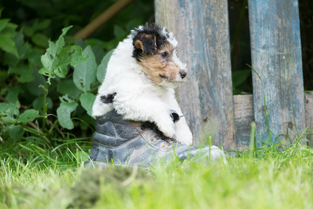6 week old tricolor fox terrier puppy playing outside in the grass in the gardenの写真素材
