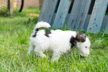 6 week old tricolor fox terrier puppy playing outside in the grass in the gardenの写真素材