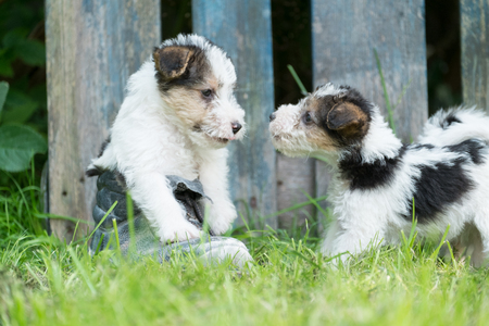 6 week old tricolor fox terrier puppy playing outside in the grass in the gardenの写真素材