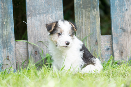 6 week old tricolor fox terrier puppy playing outside in the grass in the gardenの写真素材