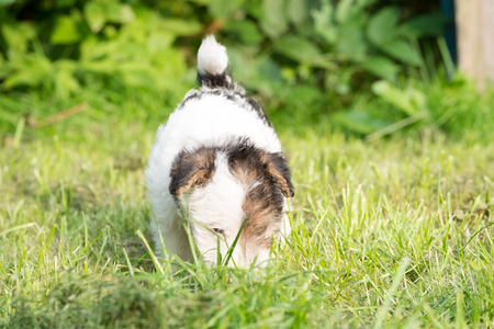 6 week old tricolor fox terrier puppy playing outside in the grass in the gardenの写真素材