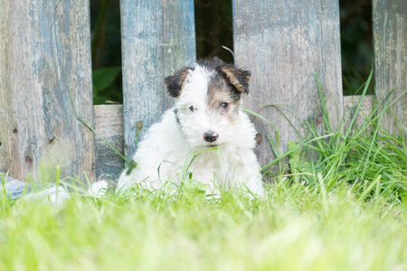 6 week old tricolor fox terrier puppy playing outside in the grass in the gardenの写真素材