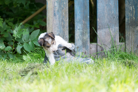 6 week old tricolor fox terrier puppy playing outside in the grass in the gardenの写真素材