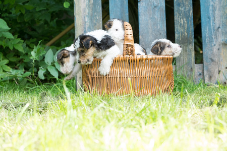 6 week old tricolor fox terrier puppy playing outside in the grass in the gardenの写真素材