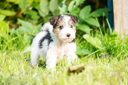 6 week old tricolor fox terrier puppy playing outside in the grass in the gardenの写真素材
