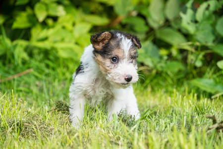 6 week old tricolor fox terrier puppy playing outside in the grass in the gardenの写真素材