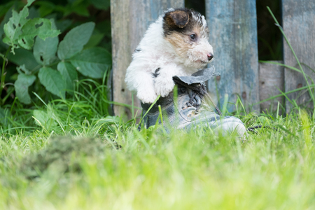 6 week old tricolor fox terrier puppy playing outside in the grass in the gardenの写真素材