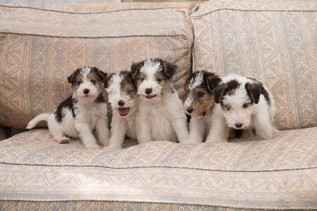 6 week old tricolor fox terrier puppy playing outside in the grass in the gardenの写真素材