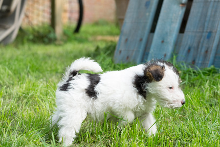 6 week old tricolor fox terrier puppy playing outside in the grass in the gardenの写真素材