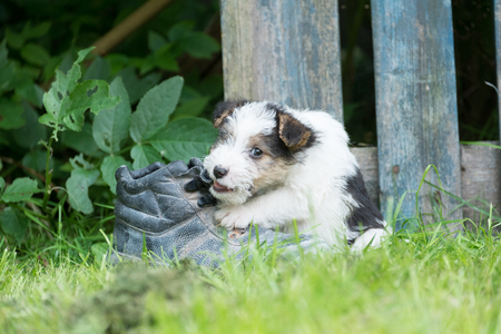 6 week old tricolor fox terrier puppy playing outside in the grass in the gardenの写真素材
