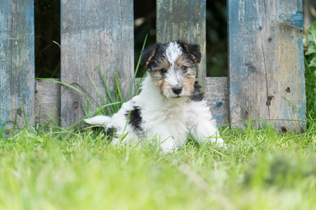 6 week old tricolor fox terrier puppy playing outside in the grass in the gardenの写真素材