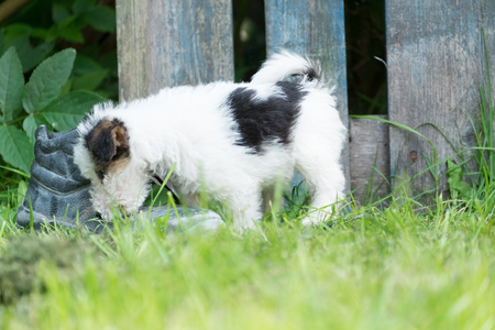 6 week old tricolor fox terrier puppy playing outside in the grass in the gardenの写真素材
