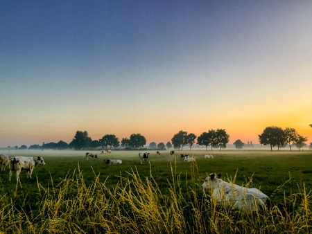 Dramatic colorful countryside sunrise with trees and silhouettesの写真素材