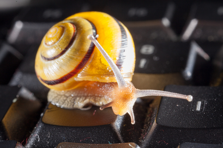 Garden snail on a the kays of a black computer keyboard, showing slow typing