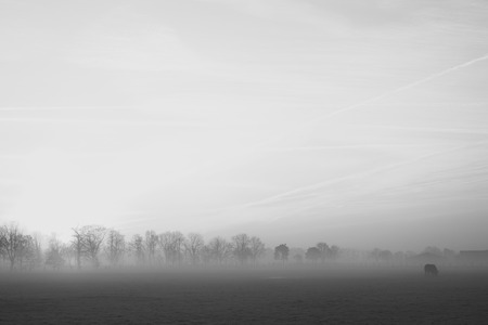 Black and white image of a Lonely tree on a field with a stormy sky over a rural countryside landscapeの写真素材
