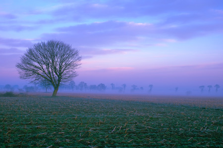 Lonely tree in the winter on the countryside inbetween the fields, under a colorful and magical sunrise skyの写真素材