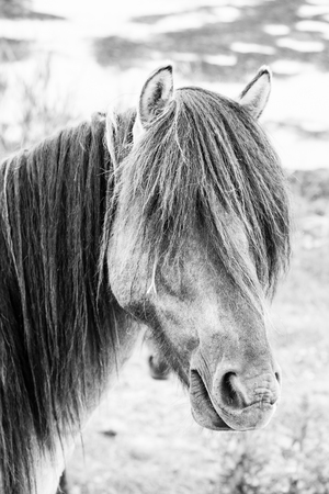 Monochrome picture of european wild horses in an open field near waterの写真素材