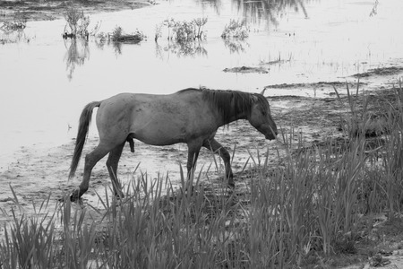 Monochrome picture of european wild horses in an open field near waterの写真素材