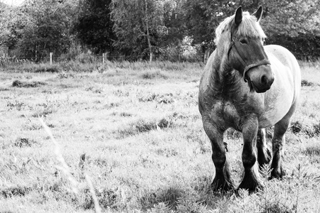 Monochrome picture of european wild horses in an open field near waterの写真素材