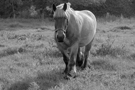 Monochrome picture of european wild horses in an open field near waterの写真素材