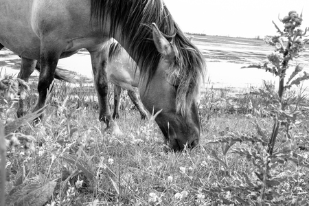 Monochrome picture of european wild horses in an open field near waterの写真素材