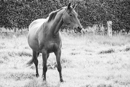 Monochrome picture of european wild horses in an open field near waterの写真素材
