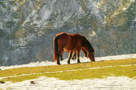 Wild horses pasturing on top of a snow covered mountain in the golden light with distant mountains of Umbria, Italyの写真素材
