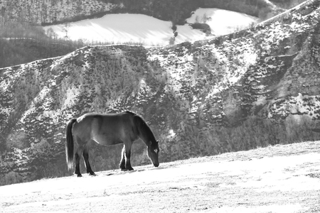 Wild horses pasturing on top of a mountain with hazy and misty mountains in the distance in black and whiteの写真素材