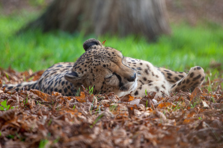 A horizontal, colour photograph of a leopard, Panthera pardus, laying in the sun in golden lightの写真素材