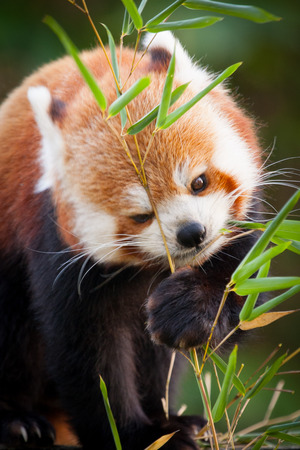 Beautiful Red panda or lesser panda, sitting between the trees, feeding from the green bamboo leaves. Red panda bear, Ailurus fulgens, in his natural habitat.の写真素材