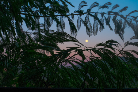 Moon in the sunset dusk sky in a mountainous landscape seen from behind palm leaves.の写真素材