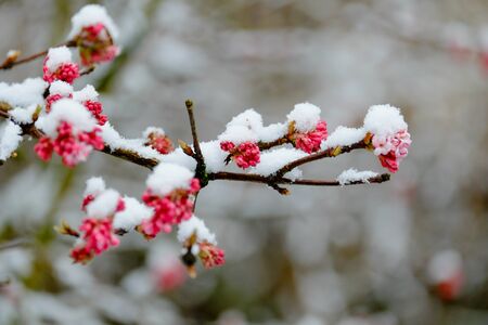 Macro shot of red flowering tree covered with snow in winterの写真素材