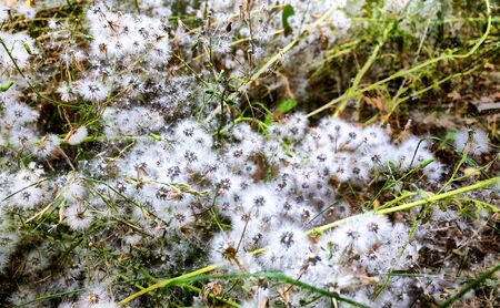A bunch of small dandelion flowers on the ground, waiting for the wind to blow their seeds around